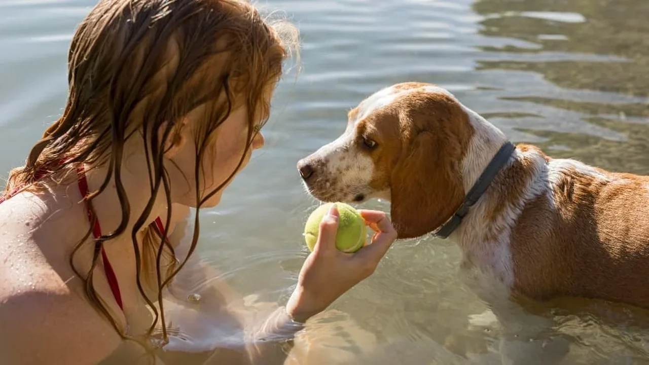 Altas temperaturas mudam a rotina dos pets e exigem novos cuidados dos tutores
