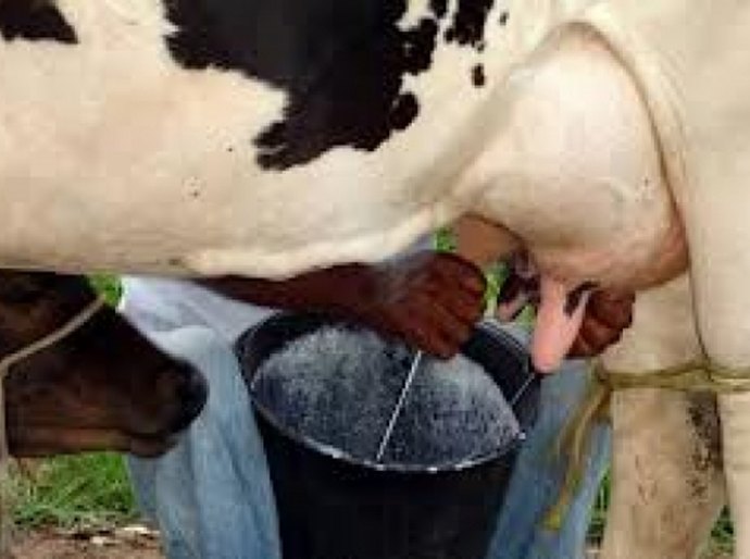 Produtores de leite de Mar Vermelho ampliam atividade