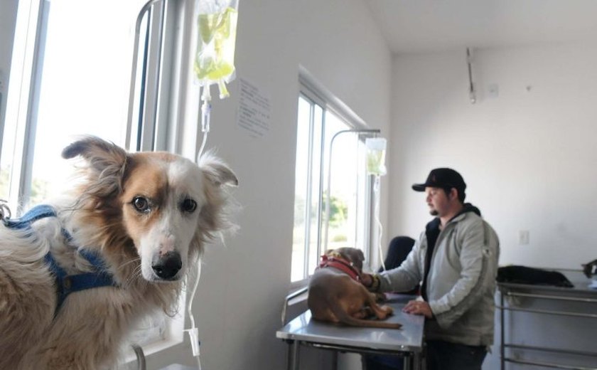 Veterinários públicos das zonas sul e leste de SP passam a funcionar aos finais de semana e feriados