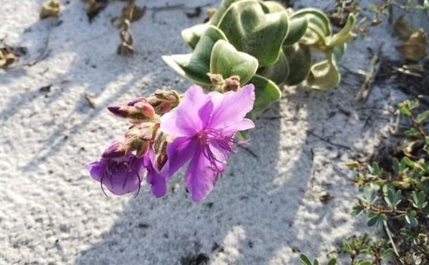 Espécie de planta rara volta para ambiente de origem em Cabo Frio