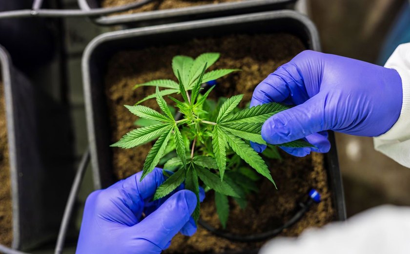 Cultivo de cannabis medicinal pelo agronegócio é destaque em congresso