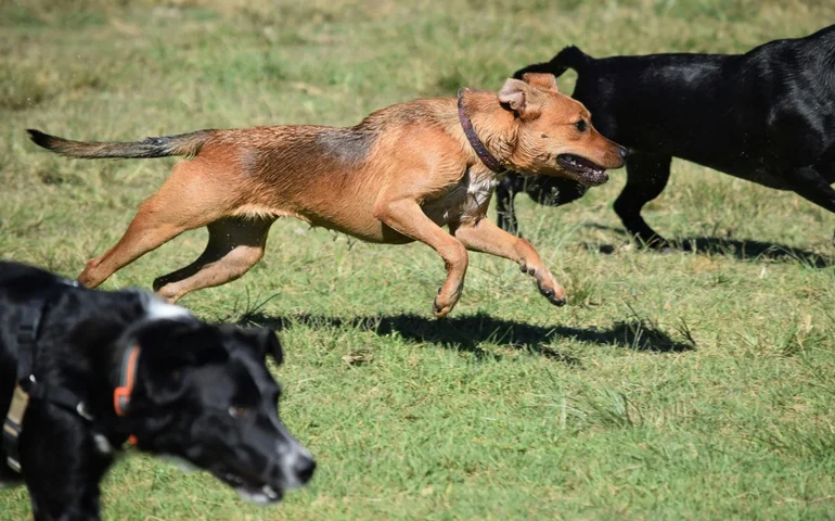 Conheça os caminhos para desenvolver a inteligência dos cães