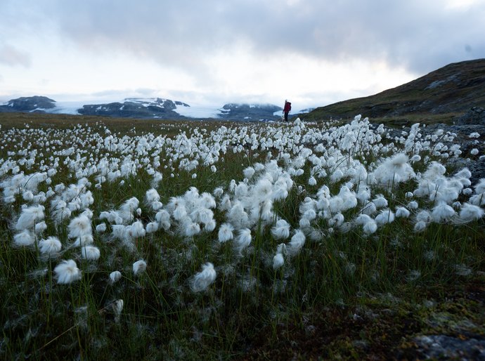 Tecnologia com alga marinha impulsiona até 13% o peso de capulhos e transforma o cultivo de algodão