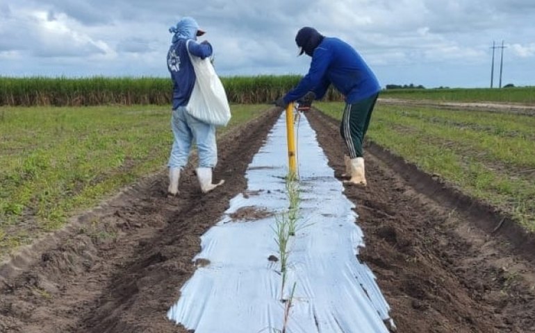 CanaOnline, Edilson Maia e Usina Caeté realizam 1º CanaShow Alagoas