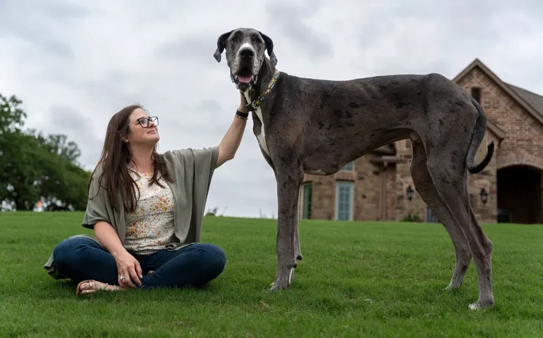 Cachorro mais alto do mundo é reconhecido pelo 'Guinness'; veja altura e imagens