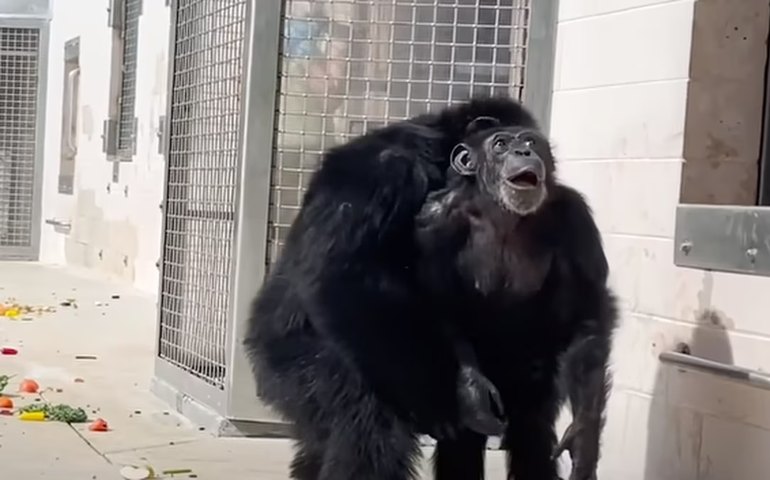 Chimpanzé que passou 28 anos confinada vê o céu pela primeira vez