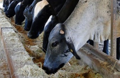 Governo distribuirá bagaço de cana a pequenos produtores do Semiárido