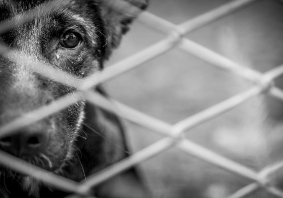 Homem é preso por arremessar cachorro do segundo andar de prédio em Maceió