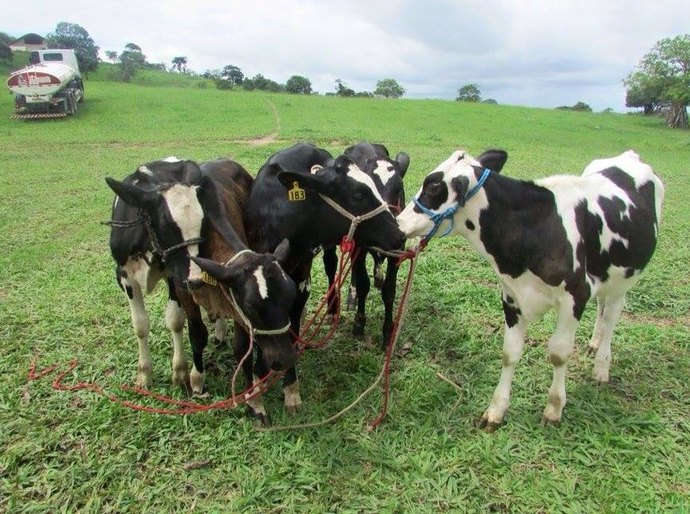 Programa de Melhoramento Genético é desenvolvido em Mar Vermelho