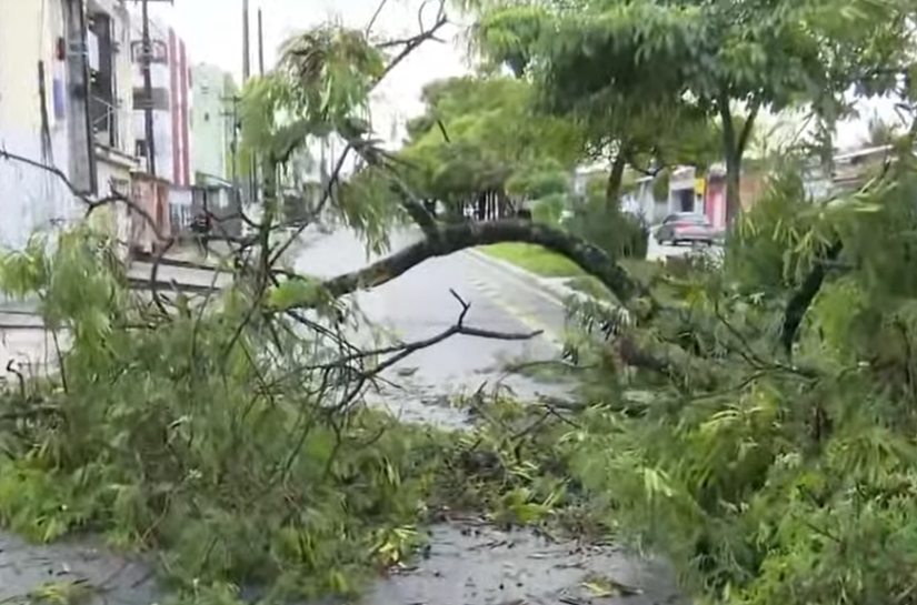 Árvore cai e interdita via principal do Murilópolis, em Maceió