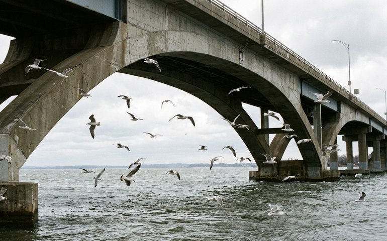 Gaivotas viralizam ao brincar com correntes de vento sob ponte