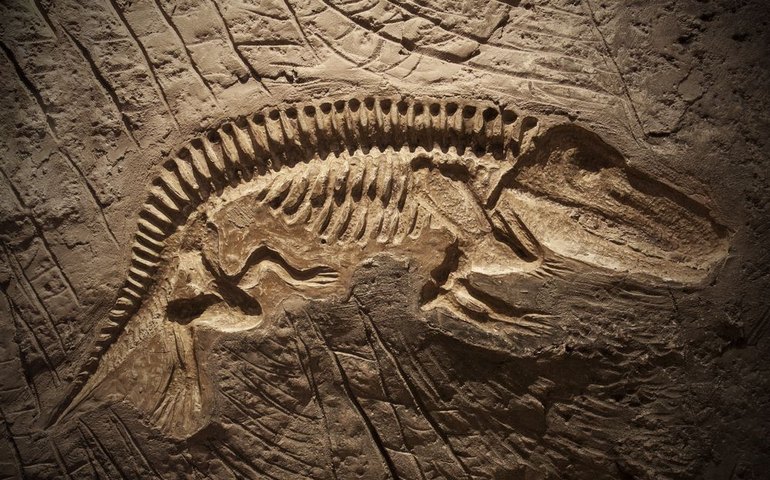 Fósseis achados há 24 anos em SP são de espécie inédita de dinossauro no Brasil