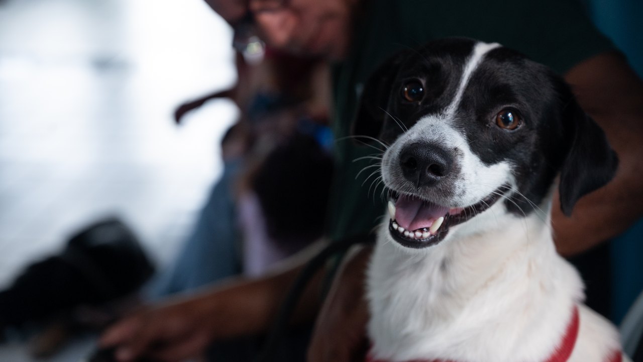 Castramóvel realiza castrações de cães e gatos no Flexal