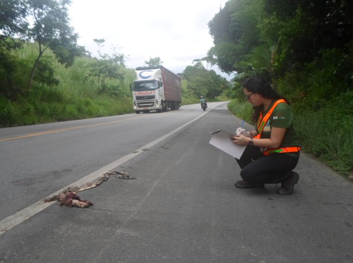 Campanha realiza o monitoramento de animais atropelados na BR-101