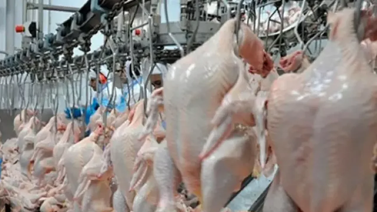 Namíbia e Chile retomam importação de frango do Brasil após gripe aviária
