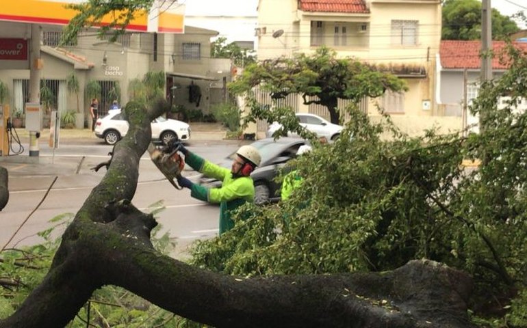 Sudes realiza operação para recolhimento de árvores