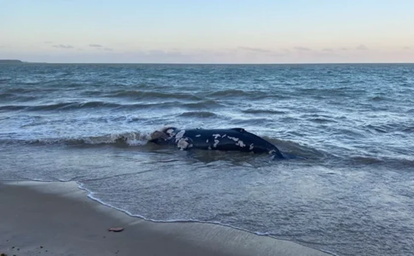 Baleia jubarte é encontrada morta e em decomposição na Barra de Santo Antônio