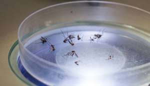 Zika 