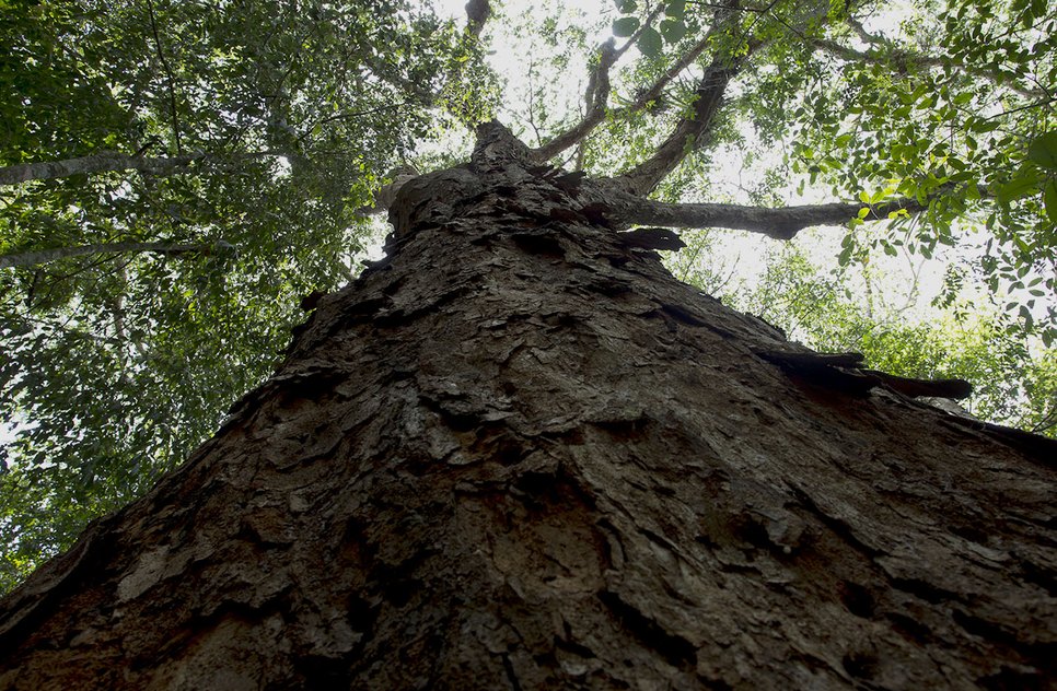 ÁRVORE / Foto: Marcos Rodrigues