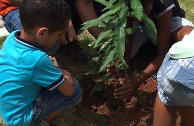 Neste sábado: Secretaria de Meio Ambiente de Marechal realiza plantio de mudas no Francês 