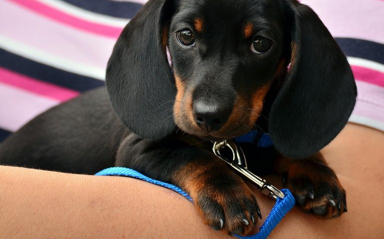 São João pede cuidados com os pets