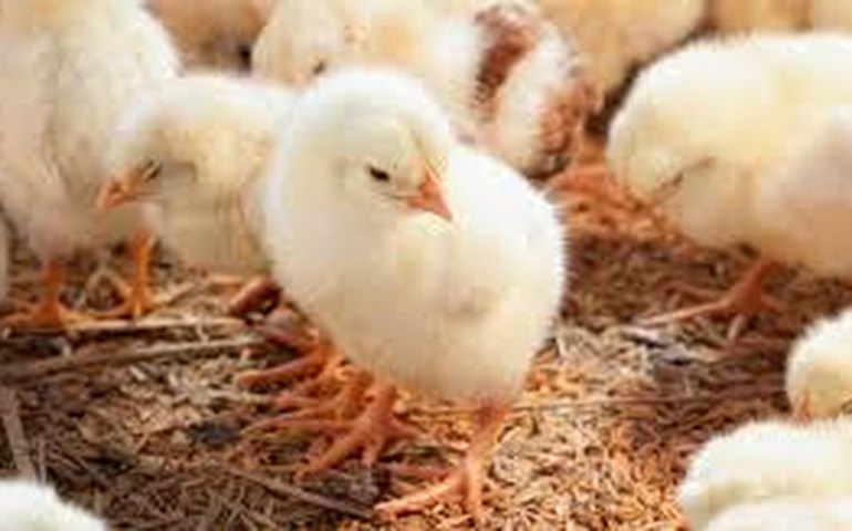 Argentina suspende parte das importações de produtos avícolas do Brasil