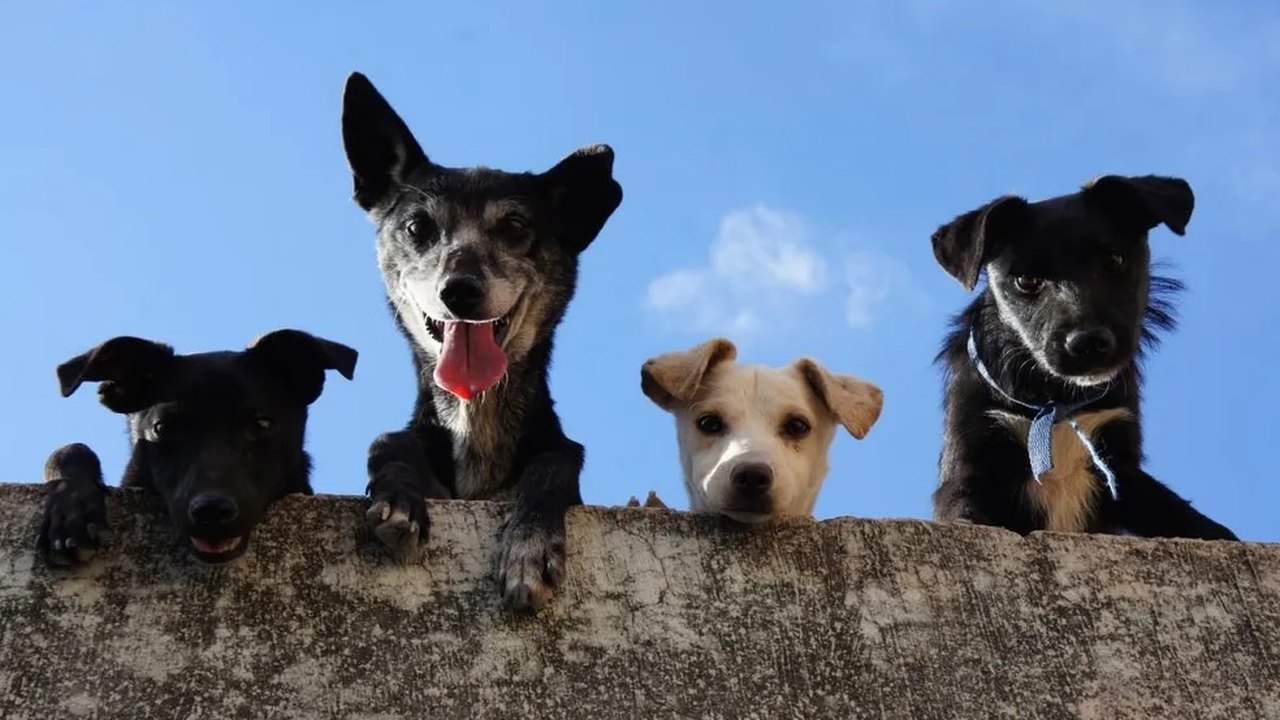 Lei de bem-estar animal na Espanha multa em 10 mil euros quem deixar cão mais de 24 horas sozinho; entenda