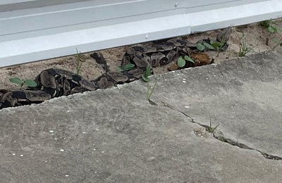 Cobra de grande porte é resgatada pela Polícia Militar em Maceió