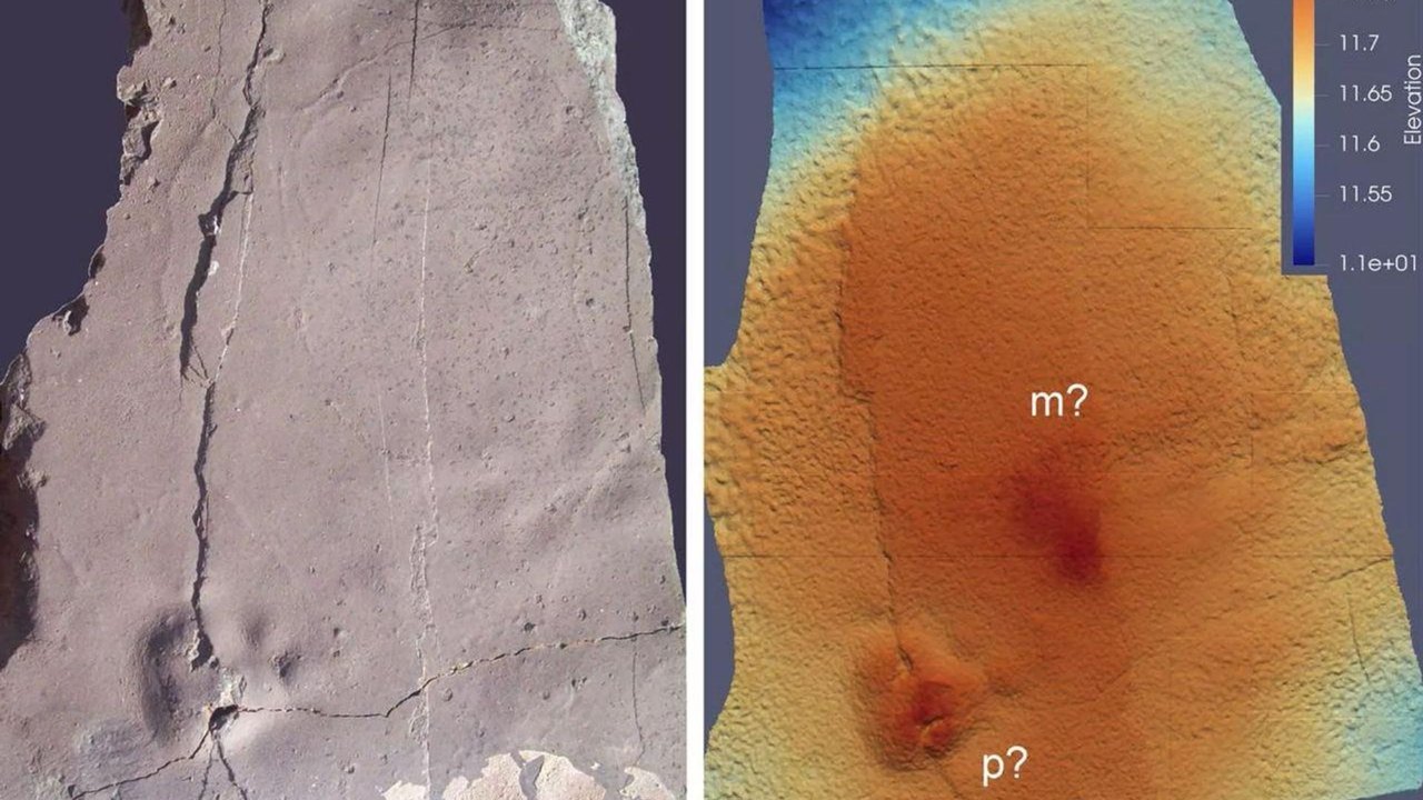 Pegada de mamífero predador de 55 milhões de anos é encontrada na Antártica