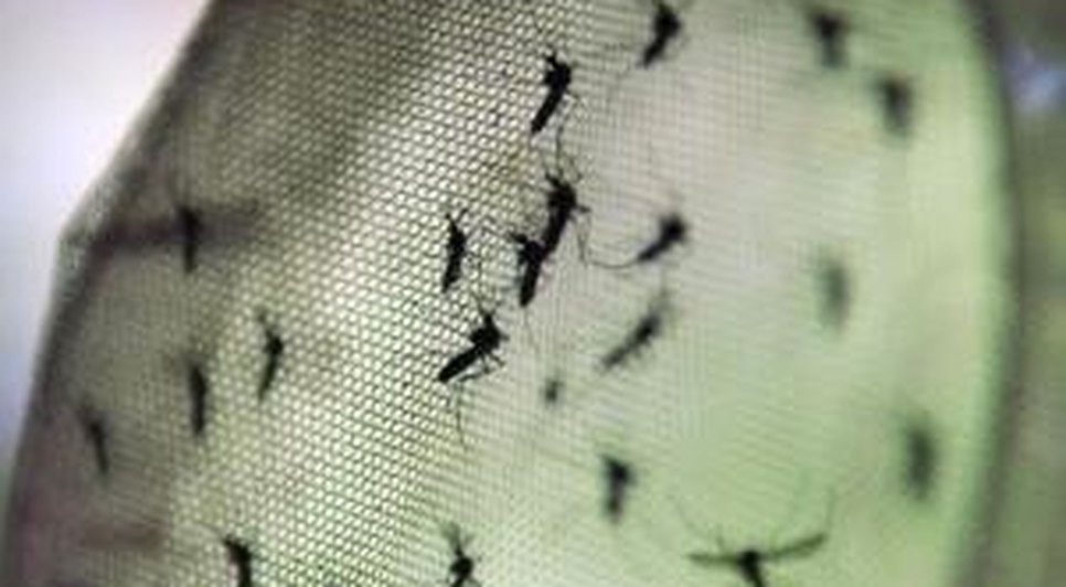 dengue.jpg