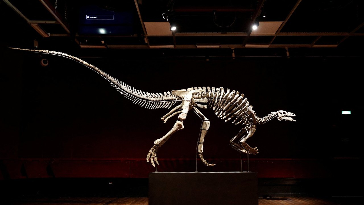 Esqueleto raro e quase completo de dinossauro de 150 milhões de anos será leiloado