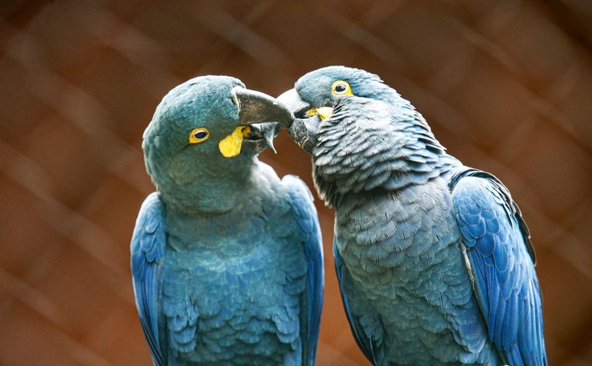 Zoo de SP mostra arara-azul-de-lear ao público pela primeira vez