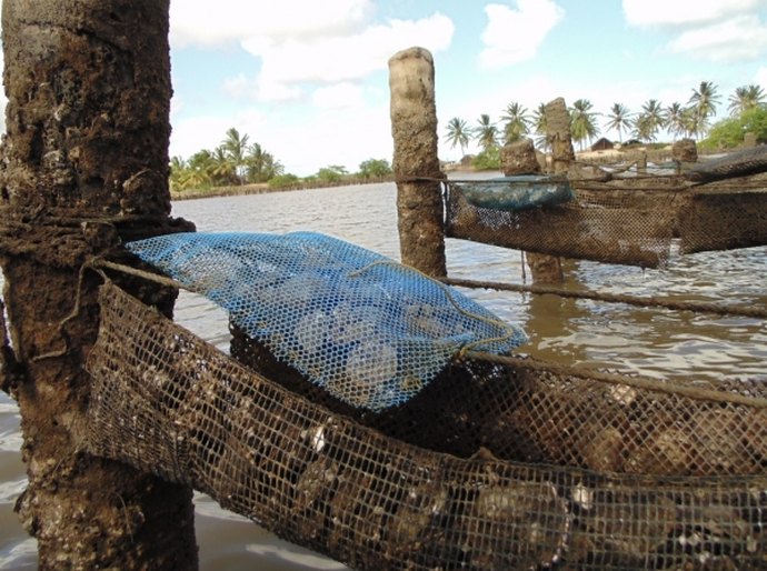 Seagri discute parceria com universidade dos EUA em projetos de aquicultura