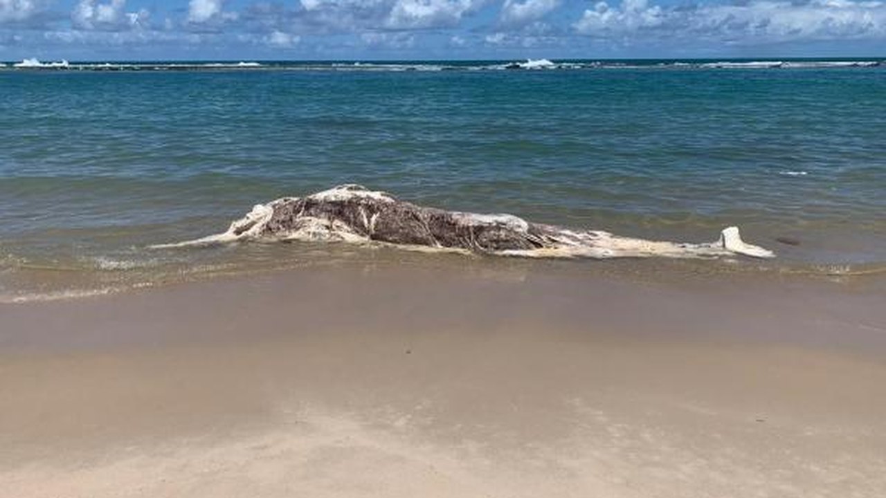 Baleia encalha e é encontrada morta em praia na Barra de São Miguel