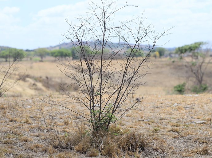 Em Acordo de Não Persecução Civil, MPAL consegue recuperação de 32 hectares de área de Caatinga degradada em Traipu e R$ 300 mil em multa e danos morais