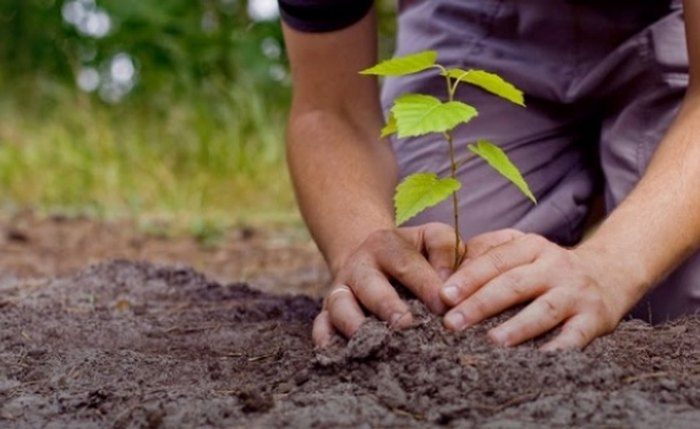 Iniciativa busca orientar políticas públicas voltadas à ampliação e qualificação das áreas verdes nos municípios alagoanos