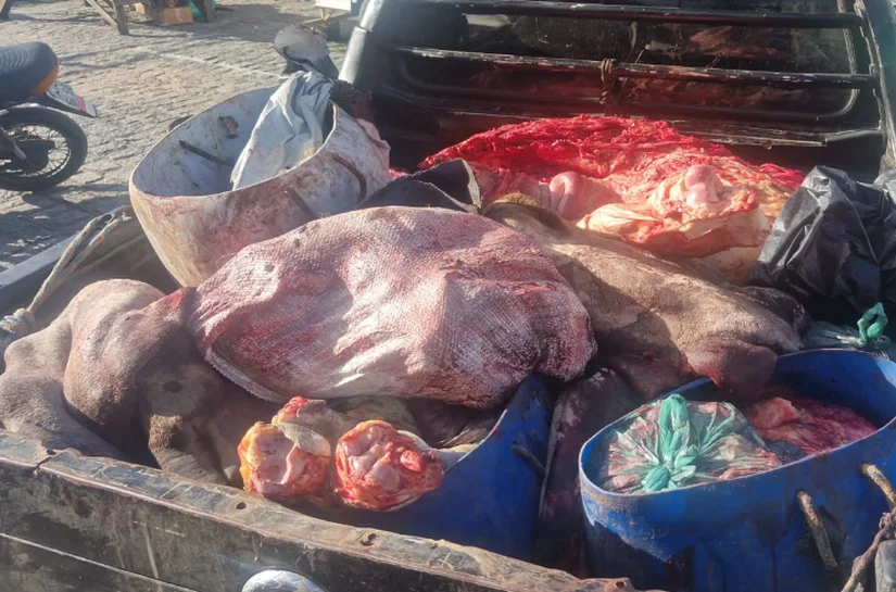 Operação em Alagoas flagra desmatamento, abate clandestino e pesca ilegal