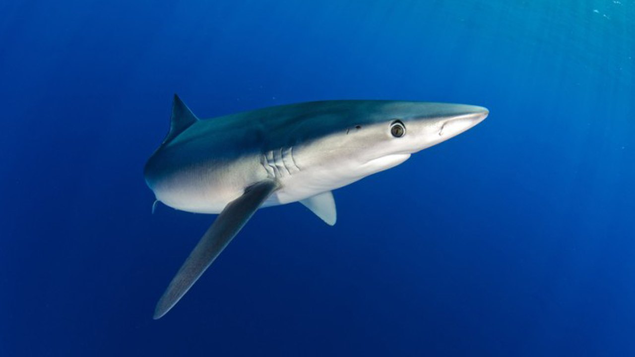 'Tive sorte': jovem é mordido após escorregar e cair em marina infestada de tubarões, nas Bahamas