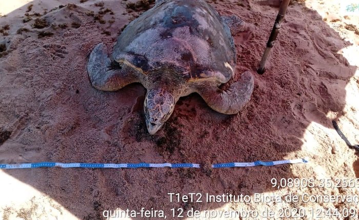 Tartaruga-de-pente não resistiu aos ferimentos e morreu na praia de Japaratinga