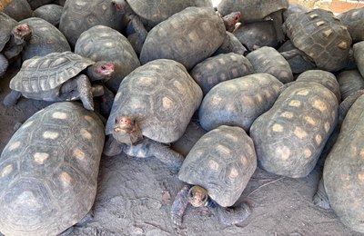 Entrega voluntária de animais silvestres é alternativa legal e responsável