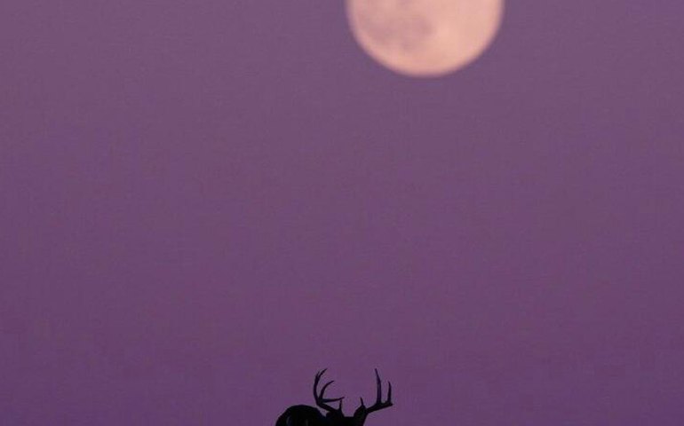 Um cervo caminha sob a luz da lua cheia em Kansas City