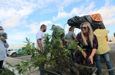 Viveiro Municipal recebe doação de 3 mil mudas do IMA/AL