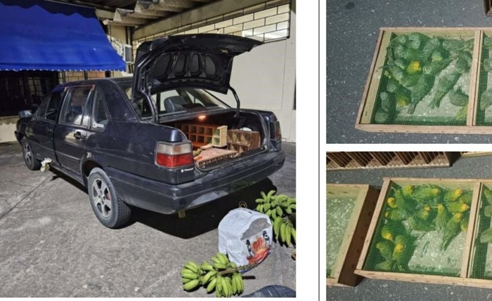 Weber Sena Oliveira, conhecido como “Paulista”, foi condenado por tráfico de aves silvestres