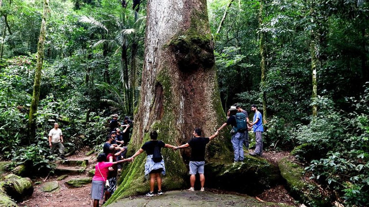 Jequitibá-rosa milenar é destaque em parque do Rio de Janeiro