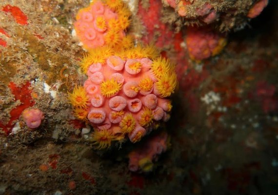 Descoberto no LItoral Sul, coral-sol vira risco para biodiversidade e turismo em AL