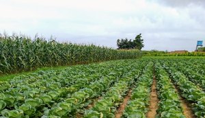 LAVOURAS AGRICULTURA