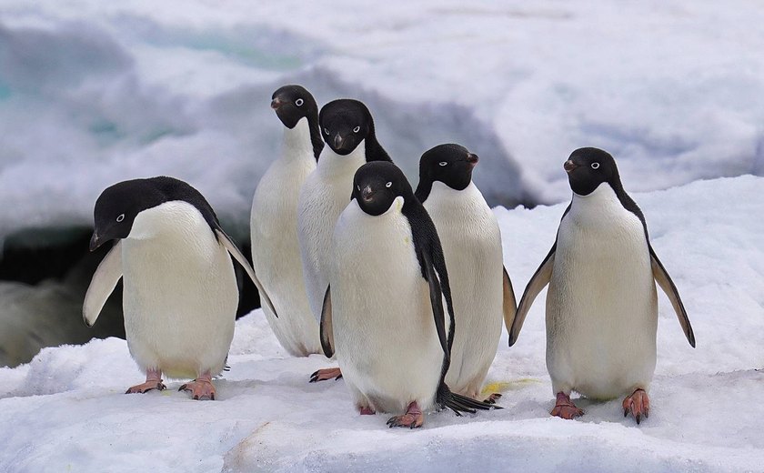 Cientistas analisam microplásticos em fezes de pinguins na Antártica