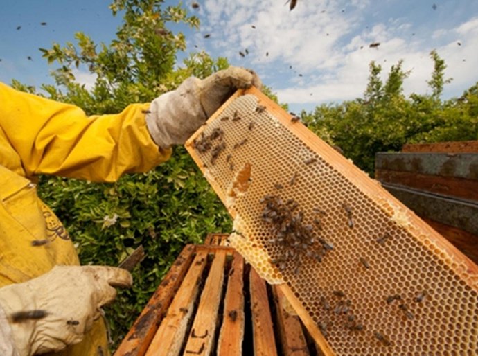 Associação de apicultores busca fomento para ampliação de oferta