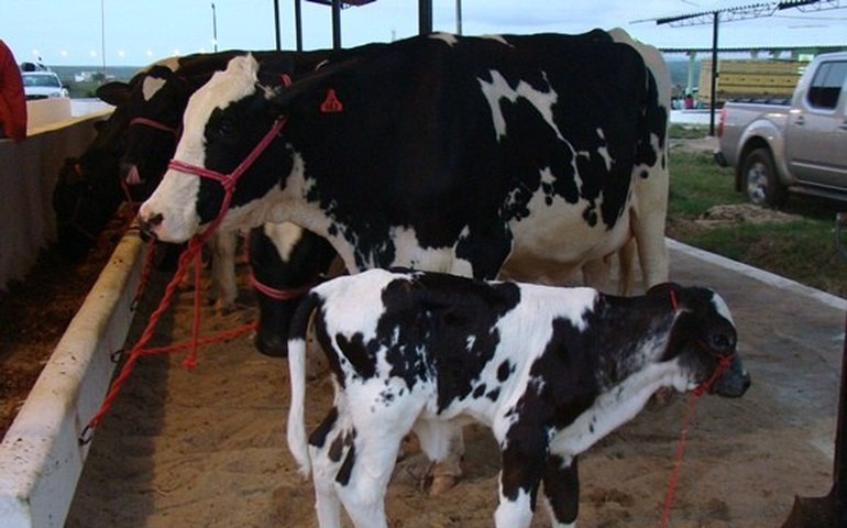 Alagoas investe em genética e fortalecimento da produção de leite
