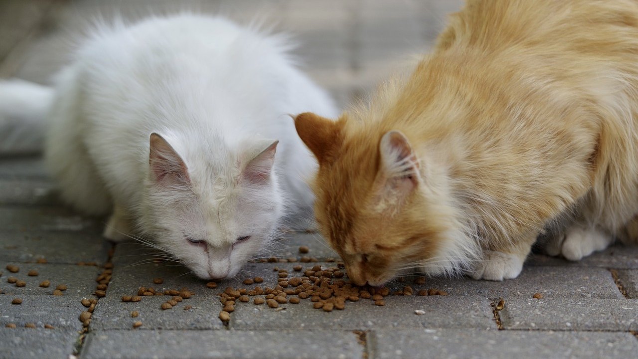 Entre o instinto e a seletividade: os hábitos alimentares dos gatos